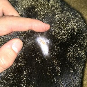 My cat has a bald spot and I don't know why...Please Help!!