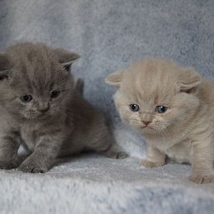 Difference between fawn and lilac in British Shorthairs!