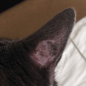 1 of 3 cats with ringworm help!