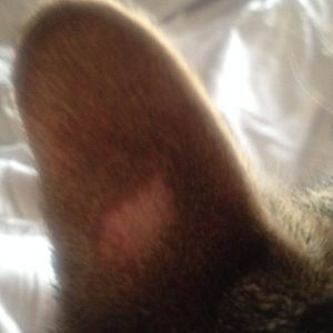 Kitten has fur missing on ear