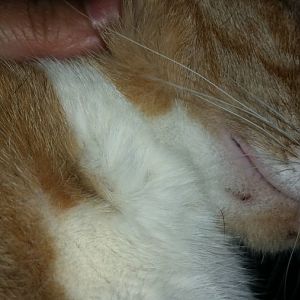 my cat has hole under chin.
