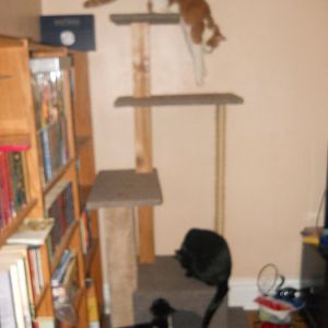 Home-made cat-towers