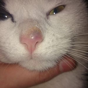 Worried about Purple lump om cats nose...