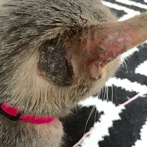 From mites-->secondary infection--> hair loss--> new pet owner, LONG STORY. help!