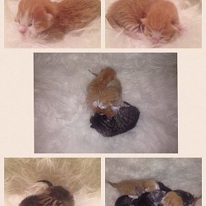 Update on my cats kittens!