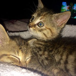 Annie & Oakley the Pixie Bob Kittens!