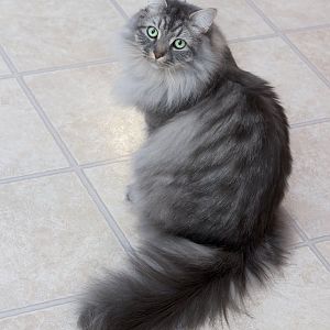 Show me the fluffiest cats you have