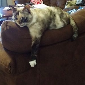 Siamese cat with calico/tortie markings?