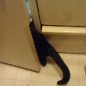 I can't keep my cat out of the fridge.