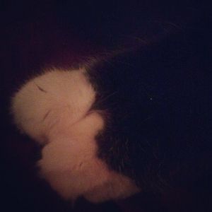 Show us your...furry feet!