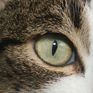 Cat's third eyelid showing?