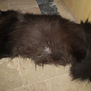 When my Persian cat will give birth ? (Pics given)