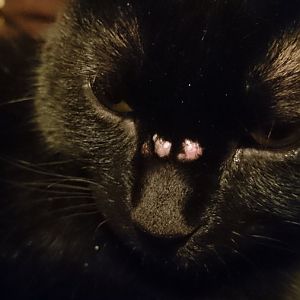 Please help, my cat has these strange pimples