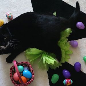 Coco's Easter Photo Shoot!