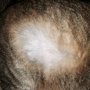 Bald Patch In My Cat's Fur