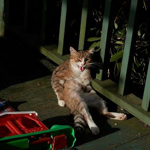 Caption the Sun Bathing Cat
