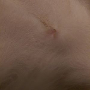 Is my cat's incision healing properly?