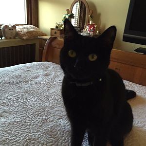 Help my cat, Spooky get her broken heart fixed.