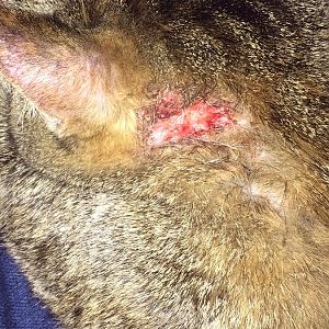 Cat is scratching behind ears until she pees and vet doesn't think it's ear mites - what could it be
