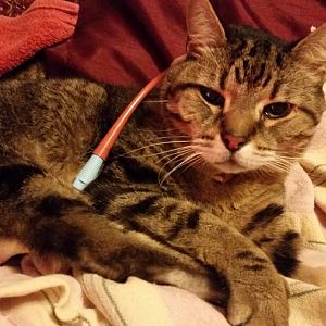 Senior male cat - cholangeohepatitis recovery / nutrition problems