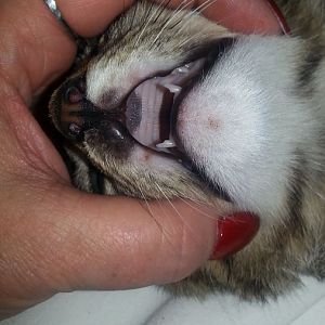 whats  this on my cats nose/ upper lip? please advise