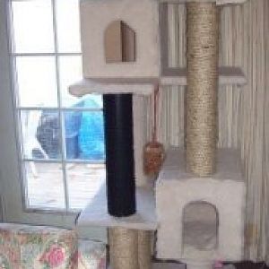 Do cats use cat house?