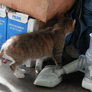 Cat Curiosity Pictures