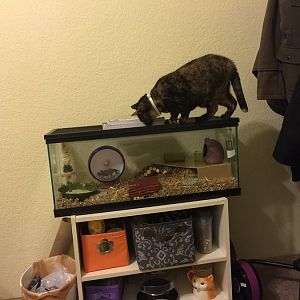 Cat Curiosity Pictures