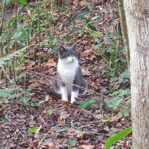 Need advice on half-feral cats
