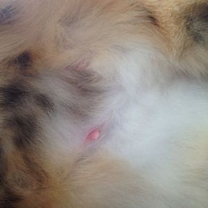 possible pregnant cat her nipples 3 weeks after mating