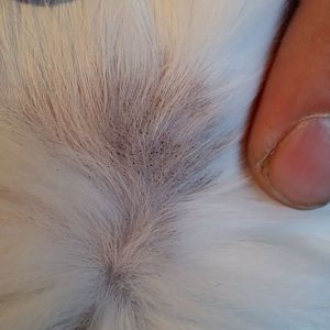 Need advice for strange bald patches on my cat!!
