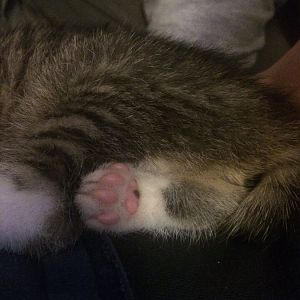 Kittens nose changing color?