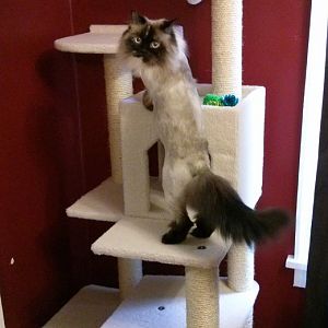 Cat tree/furniture for fully declawed cat?
