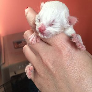 New Foster Mama and four babies - Need Advice