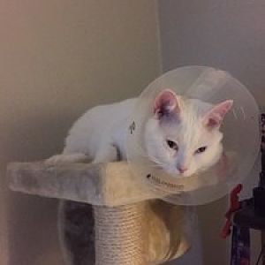 Cat urination after catheter removal