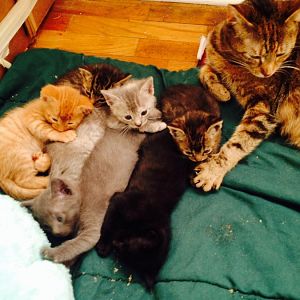 New to site with kittens