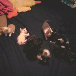 Kittens a week old and Kittens 3 days old! I need advice!