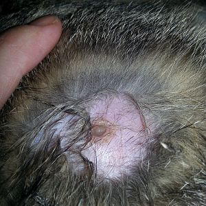 Mystery bald spot with a hole on my cat's back!! please help!!