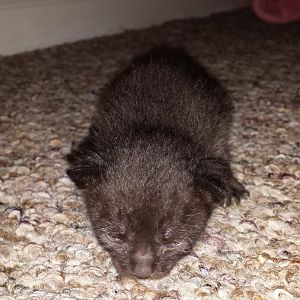 Need Advice With 3 Week Old Orphan Kitten?