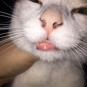 1 year old cat has swollen lip
