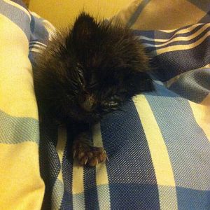 New kitten not peeing or pooping - please help