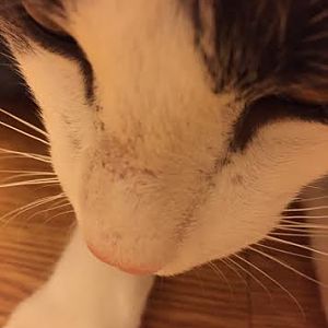 Hair Loss on Cat's Nose