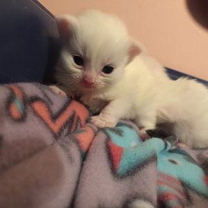 Help - Foster Kitten not gaining weight