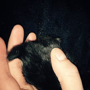 Newborn kitten with very stumpy tail