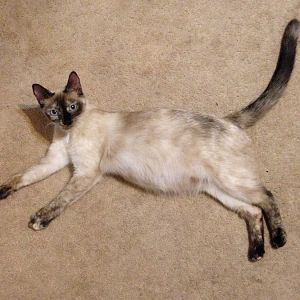 Need some advice from experienced owners of pregnant cats, please!