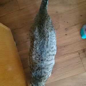 How much weight should my cat gain?