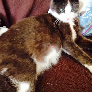 Could someone give me advice on my pregnant cat