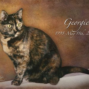 Georgie 1998 to 5-11-2015