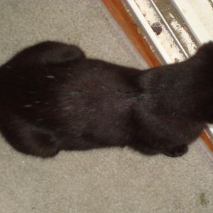 Black kitty and white hair