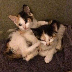 What breed are my new calico kittens?
